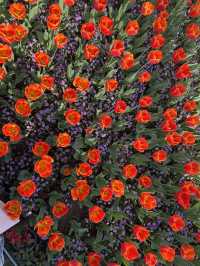 Luboyuan Nanjing: a mini Netherlands to see tulip 🌷