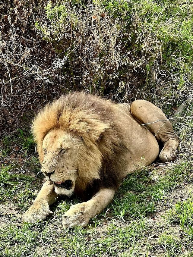 非洲追動物！肯雅與坦桑尼亞如何選擇！