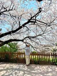 釜山嘅櫻花季就係人間理想