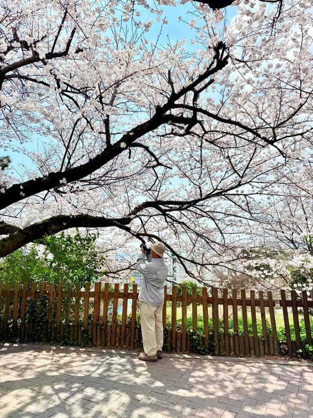 釜山嘅櫻花季就係人間理想