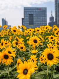 魔都驚喜 | 浦東向日葵花海奇遇🌻