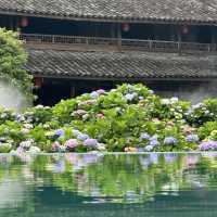 🌿【泰順筱村公社】繡球花花海實況🌸