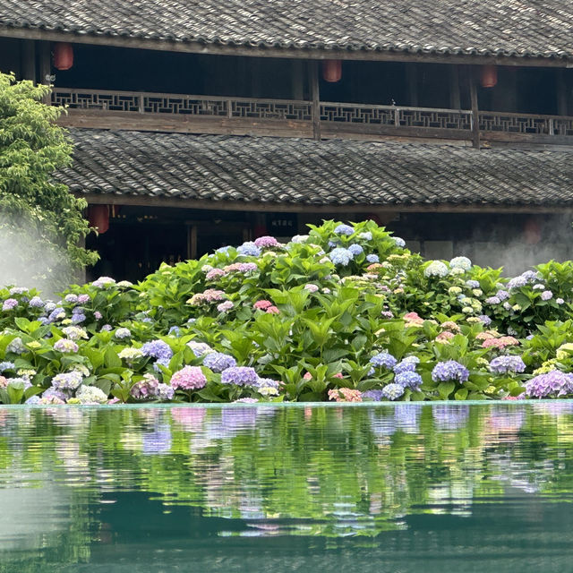 🌿【泰順筱村公社】繡球花花海實況🌸