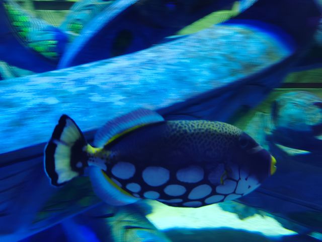 三亞亞特蘭蒂斯水族館|失落之城+海底餐廳+海豚互動