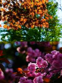 水鏡櫻魄：札幌中島公園朝暮行