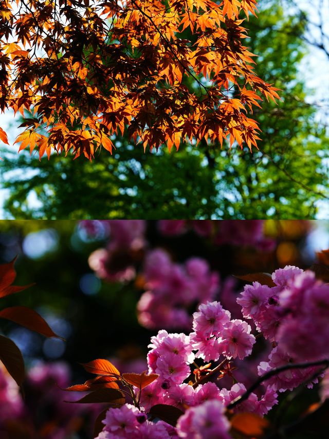 水鏡櫻魄：札幌中島公園朝暮行