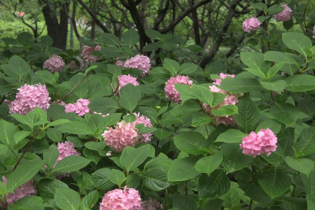上海の魯迅公園で地元の方々の暮らしを感じて、緑いっぱい浴びてリラックス
