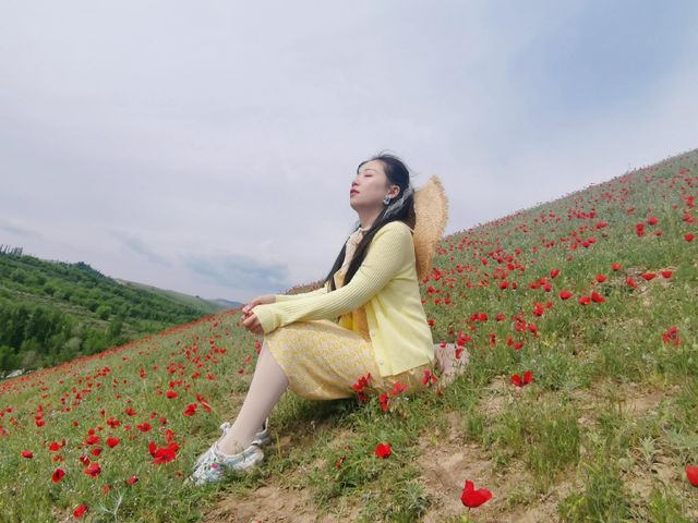 穿越6000公里！只為帶媽媽追新疆天山紅花