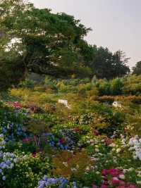 六月嘅濟州賞花，闖入繡球花海嘅莫奈花園
