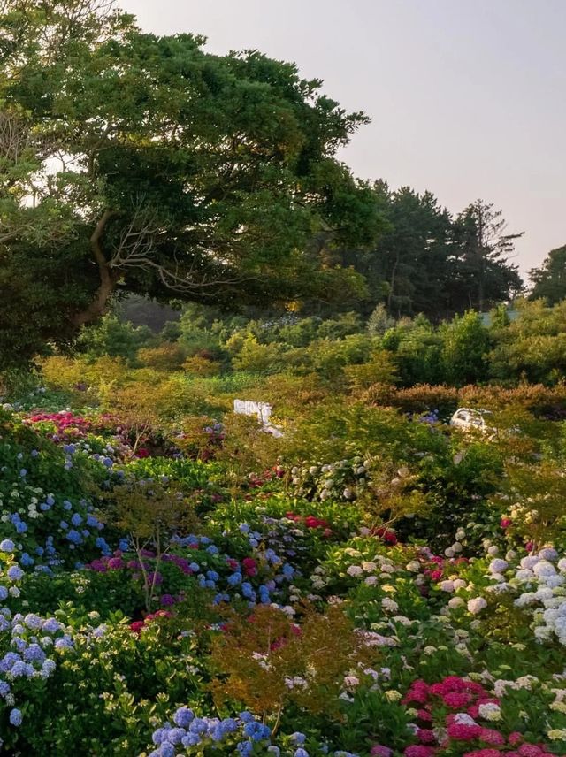 六月嘅濟州賞花，闖入繡球花海嘅莫奈花園