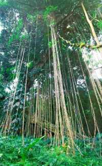 雨林百花嶺，瓊中小眾避暑遊