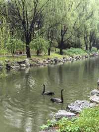 煙雨圓明園：江南韻與歷史愁