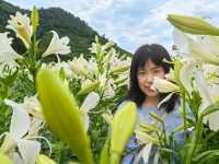 福州百合花田百花盛放中