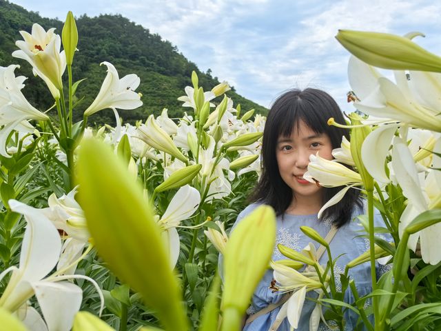 福州百合花田百花盛放中