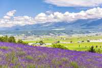 Hokkaido Lavender Season: A Romantic Summer Awaits