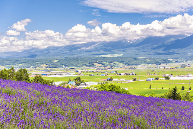 Hokkaido Lavender Season: A Romantic Summer Awaits