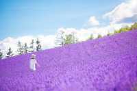 Hokkaido Lavender Season: A Romantic Summer Awaits