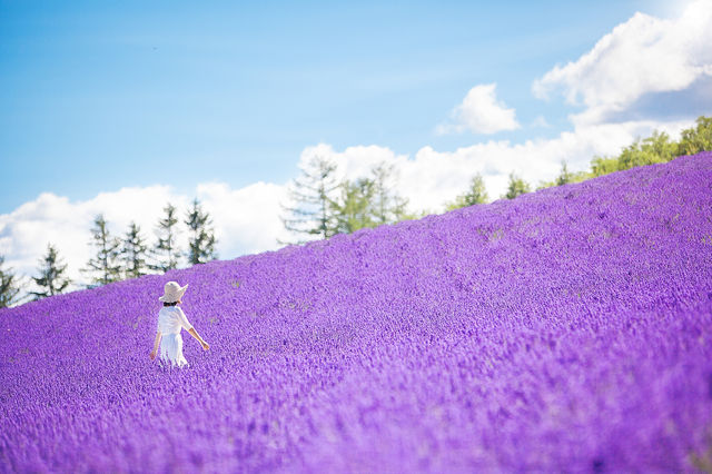 Hokkaido Lavender Season: A Romantic Summer Awaits