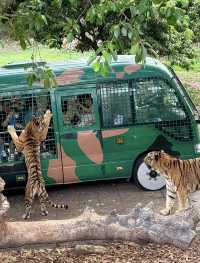 2025年暑假深圳野生動物園避坑指南