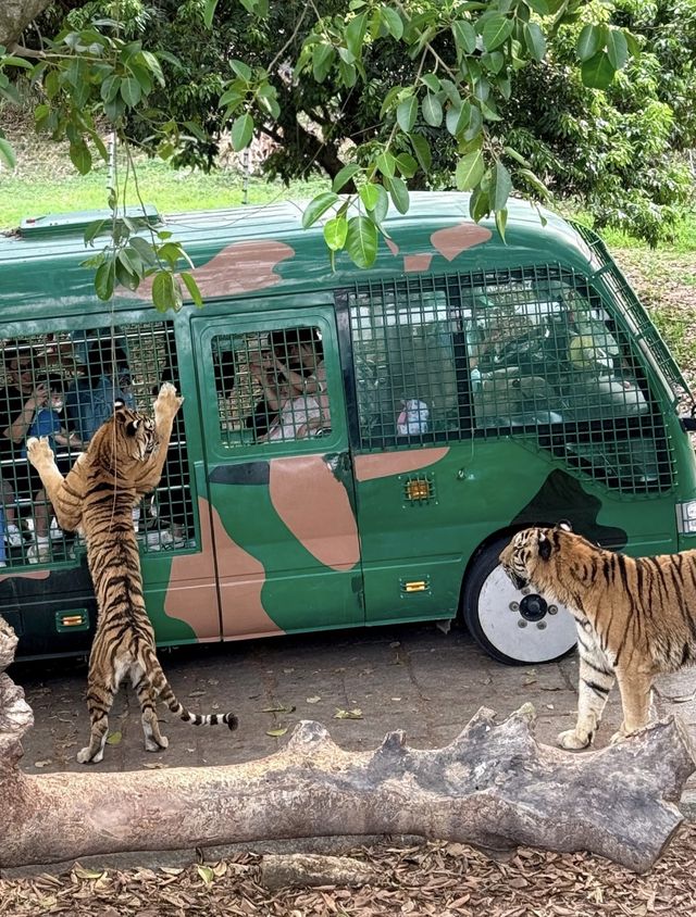 2025年暑假深圳野生動物園避坑指南