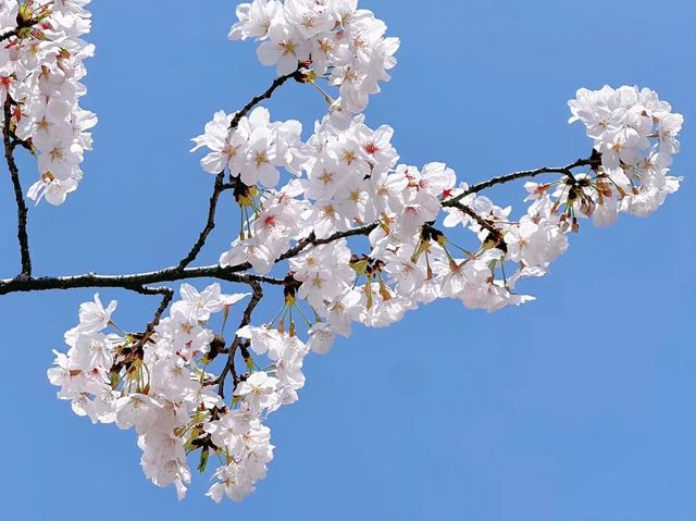 無錫嘅櫻花季真係靚到爆～