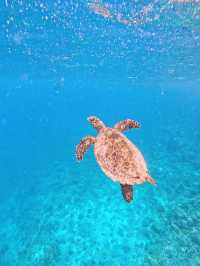 🌊 Snorkeling in Paradise: A Maldives Dream Come True! 🤿✨