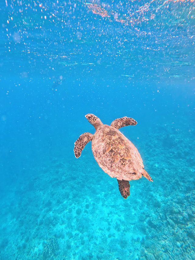 🌊 Snorkeling in Paradise: A Maldives Dream Come True! 🤿✨