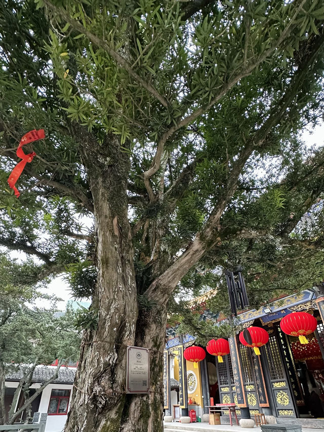 普陀小眾打卡地｜沈家門鬧市藏着的200年禪院
