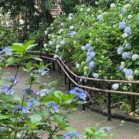 【東京賞繡球花秘地！多摩川台公園人少花又多～】