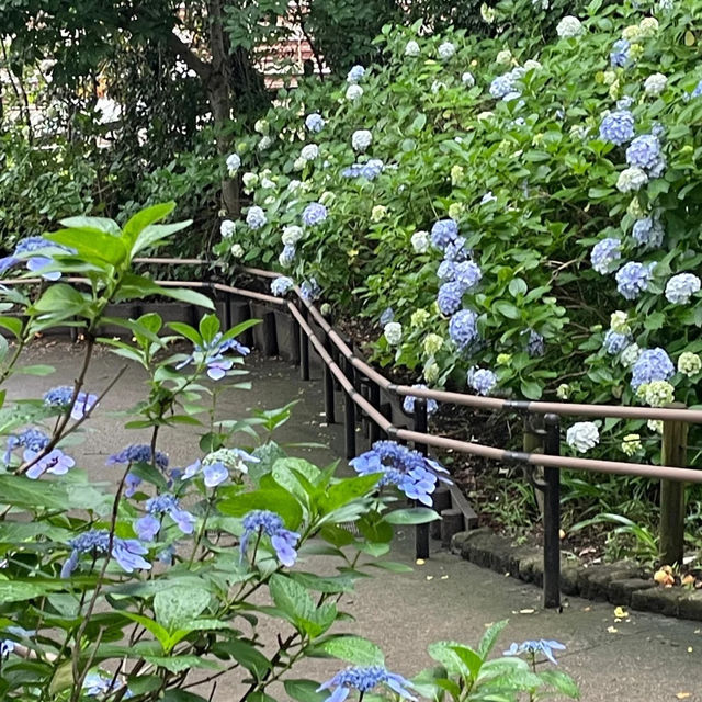 【東京賞繡球花秘地！多摩川台公園人少花又多～】