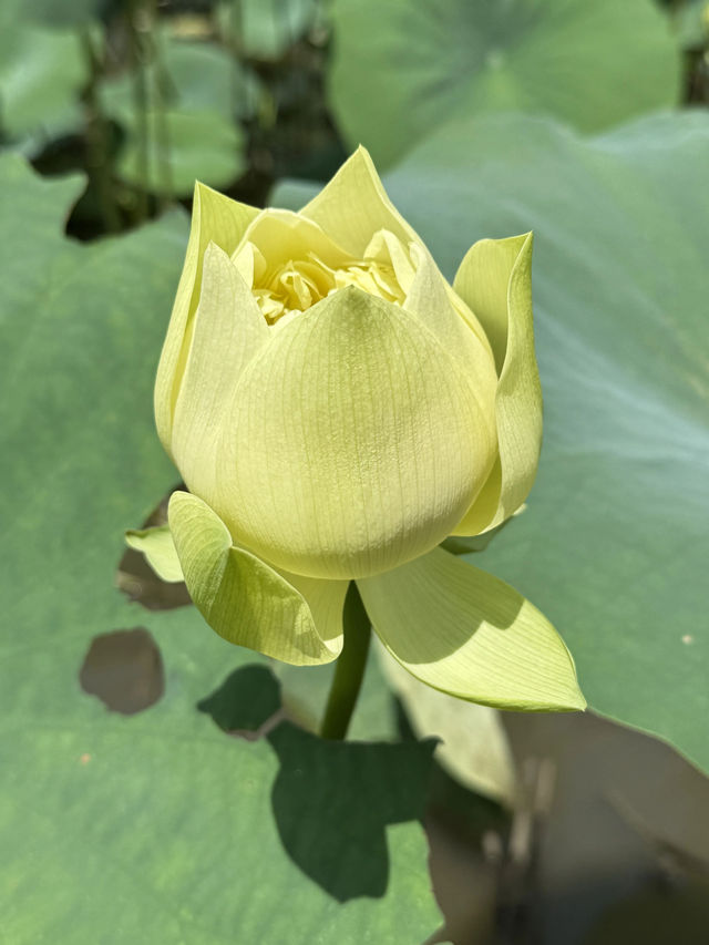 盛夏時節，一定要去一趟廣州蓮花山啊