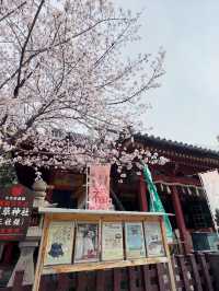 東京｜淺草神社｜傳統與文化的千年守護者