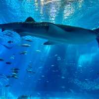 🦈沖繩必看!美麗海水族館鯨鯊近距離攻略