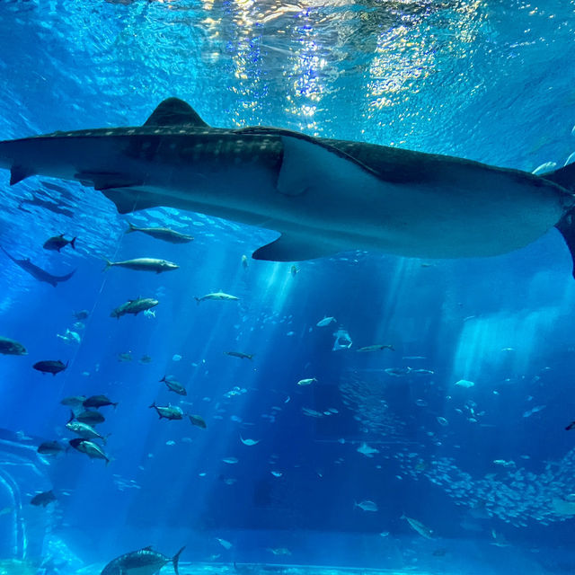 🦈沖繩必看!美麗海水族館鯨鯊近距離攻略 🦈沖繩必看!美麗海水族館鯨鯊近距離攻略