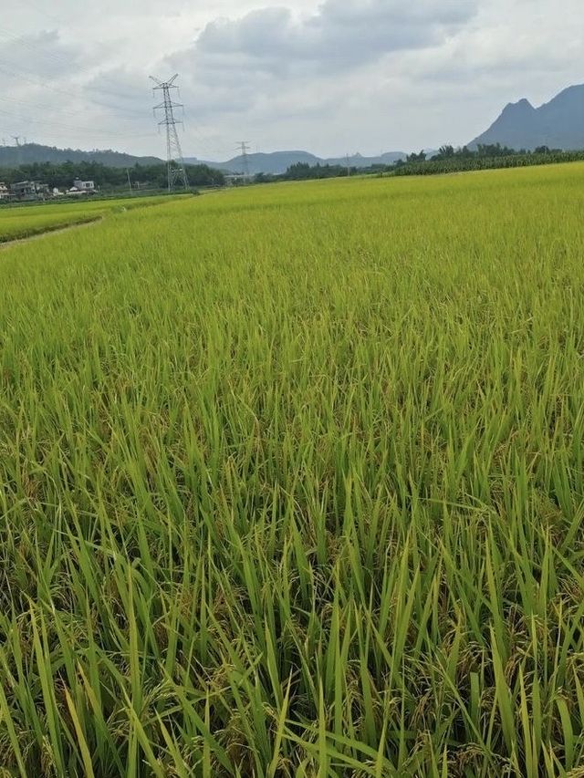 豐收的喜悅