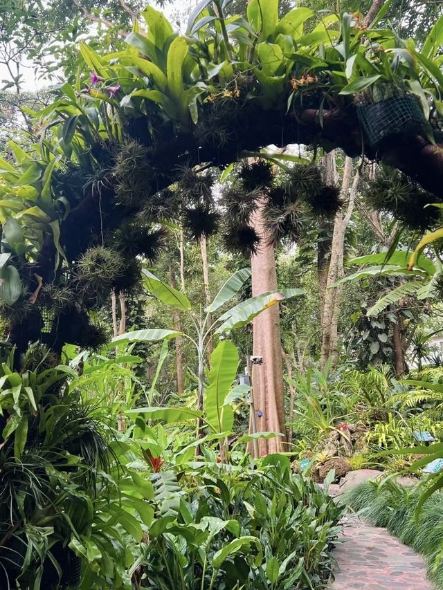 西雙版納｜在中科植物園假裝熱帶冒險家