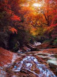 光霧山：秋日限定·中國紅葉第一山的奇幻之旅