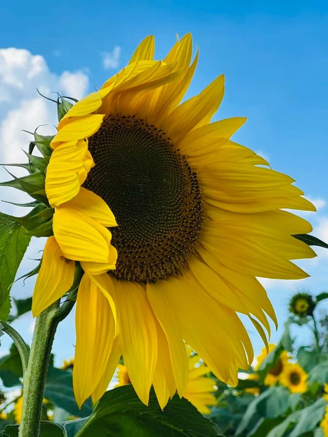 昆明油菜花海打卡地