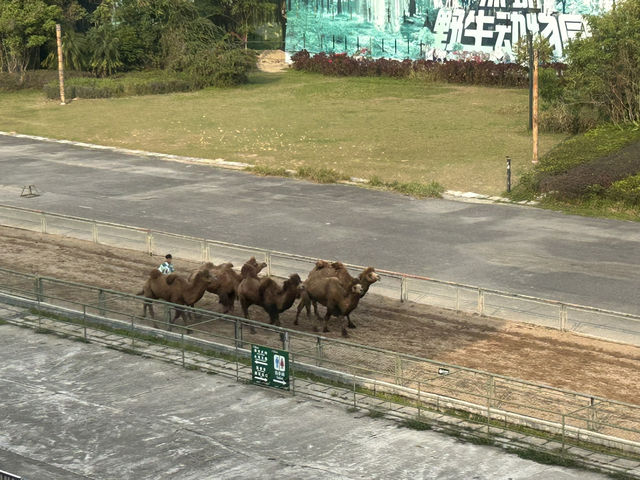 🐅 深圳野生動物園｜邊喝咖啡邊看「百獸盛宴」的奇幻體驗