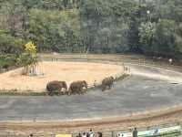 🐅 深圳野生動物園｜邊喝咖啡邊看「百獸盛宴」的奇幻體驗