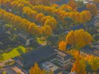 南京玄武湖的秋天已經藏不住了，金秋氣爽。拍照打卡。