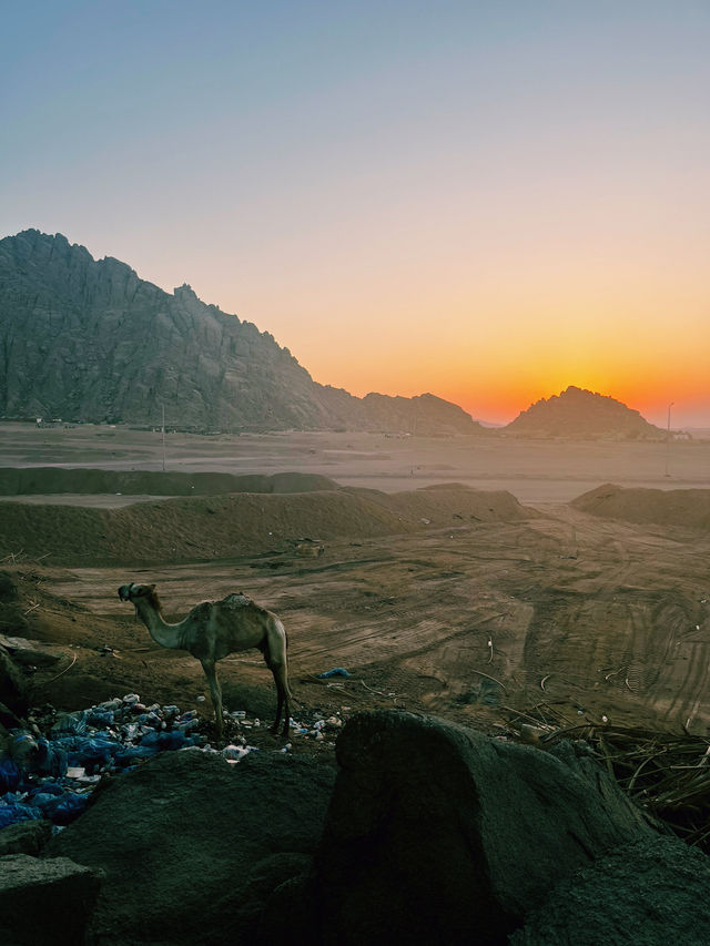 Sunrise Whispers in the Sinai Desert ✨