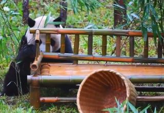 華陽景区のジャイアントパンダが椅子を分解しておやつに