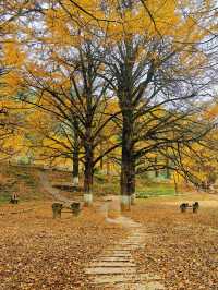 被時光遺忘的金色童話！錯過再等一年！