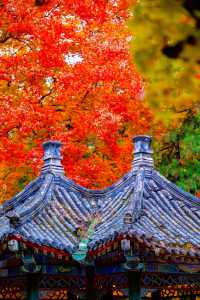 帝都秋色必打卡地