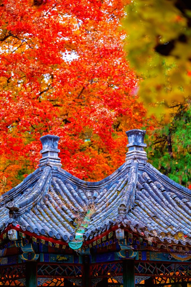 帝都秋色必打卡地