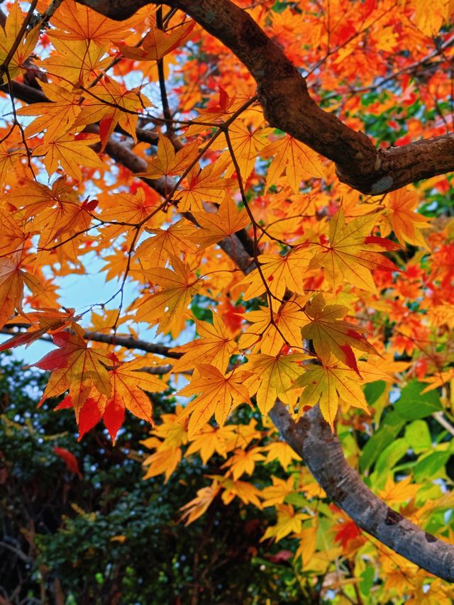 拈花一笑高野山