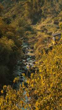 新昌,回山秋景已經藏不住了快衝呀