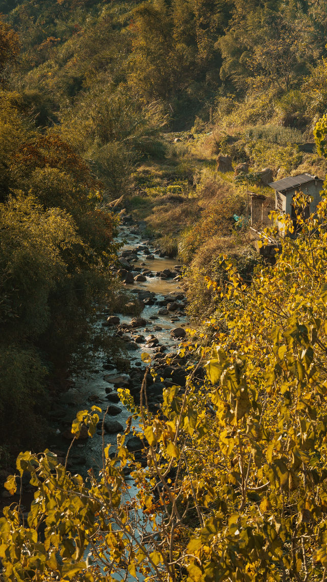 新昌,回山秋景已經藏不住了快衝呀 新昌,回山秋景已經藏不住了快衝呀