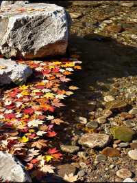 北京秋遊秘境0元紅葉山谷美哭 今年秋天別再擠香山啦!姐妹們,我最近發現了一個寶藏秘境——密雲的